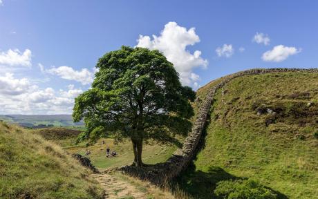 The Sycamore Gap Mystery