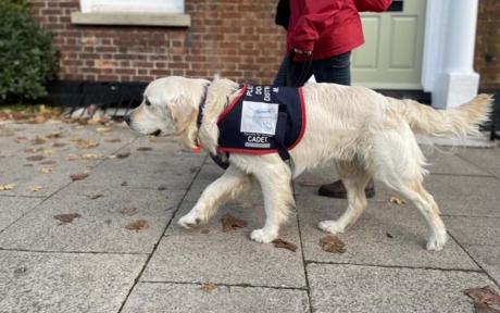 Assistance dog walking with its human.