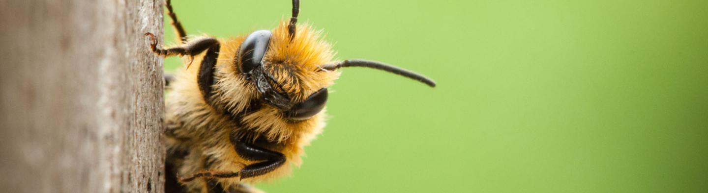Close up of a bee.