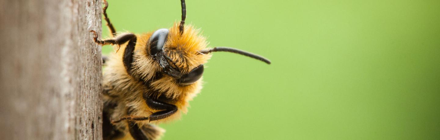Close up of a bee.